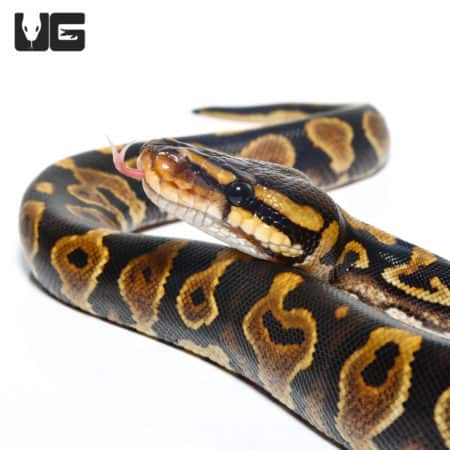 Baby Chocolate Yellowbelly Ball Python (Python regius) For Sale - Underground Reptiles