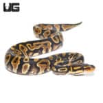 Baby Chocolate Yellowbelly Ball Python (Python regius) For Sale - Underground Reptiles