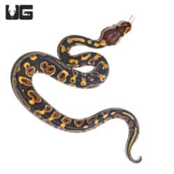 Baby Chocolate Yellowbelly Ball Python (Python regius) For Sale - Underground Reptiles
