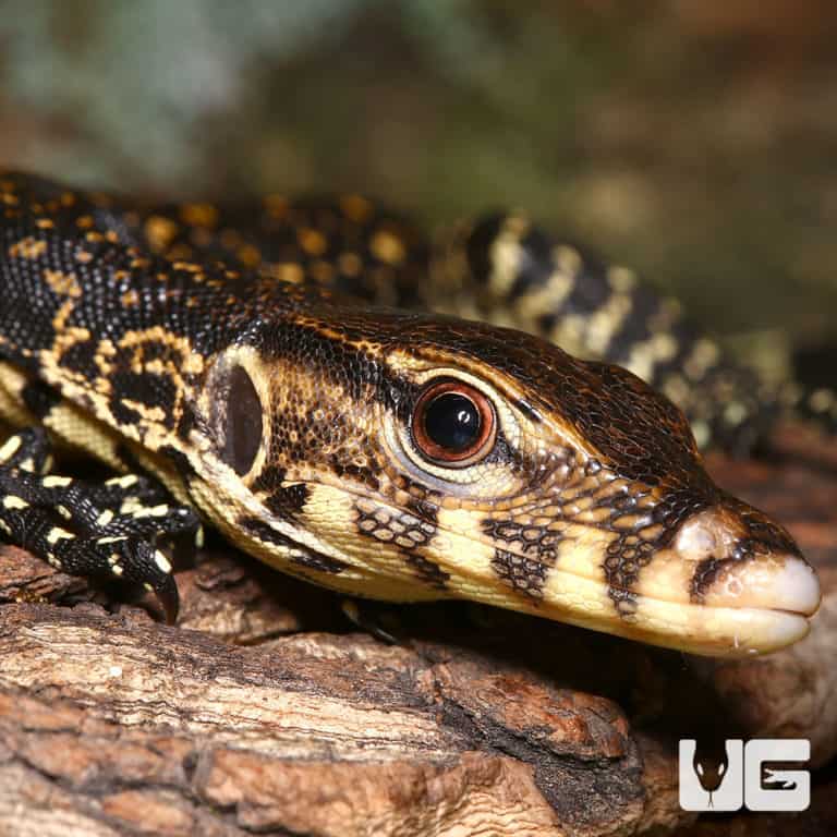 Baby Asian Water Monitors For Sale Underground Reptiles