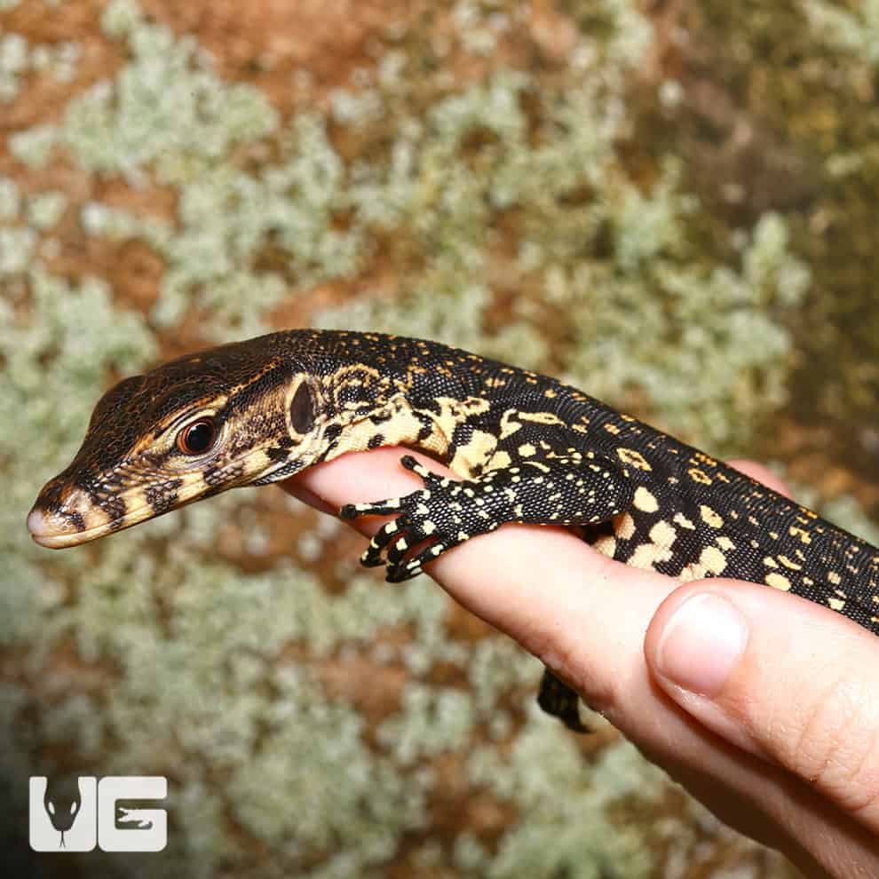 Baby Asian Water Monitors For Sale Underground Reptiles