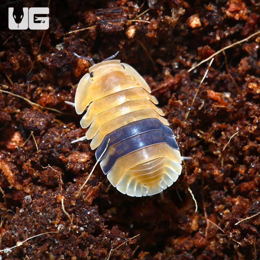 "Amber" Ducky Isopod (Cubaris Sp. Amber) For Sale Underground Reptiles