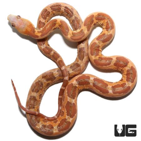 Female 2021 Scaleless Everglades Ratsnake (Elaphe obsoleta rossalleni) For Sale - Underground Reptiles