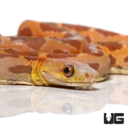 Female 2021 Scaleless Everglades Ratsnake (Elaphe obsoleta rossalleni) For Sale - Underground Reptiles