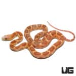 Female 2021 Scaleless Everglades Ratsnake (Elaphe obsoleta rossalleni) For Sale - Underground Reptiles