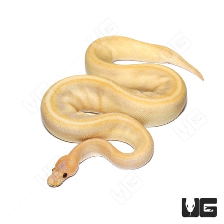 Female Candino Calico Champagne Ball Python (Python regius) For Sale - Underground Reptiles