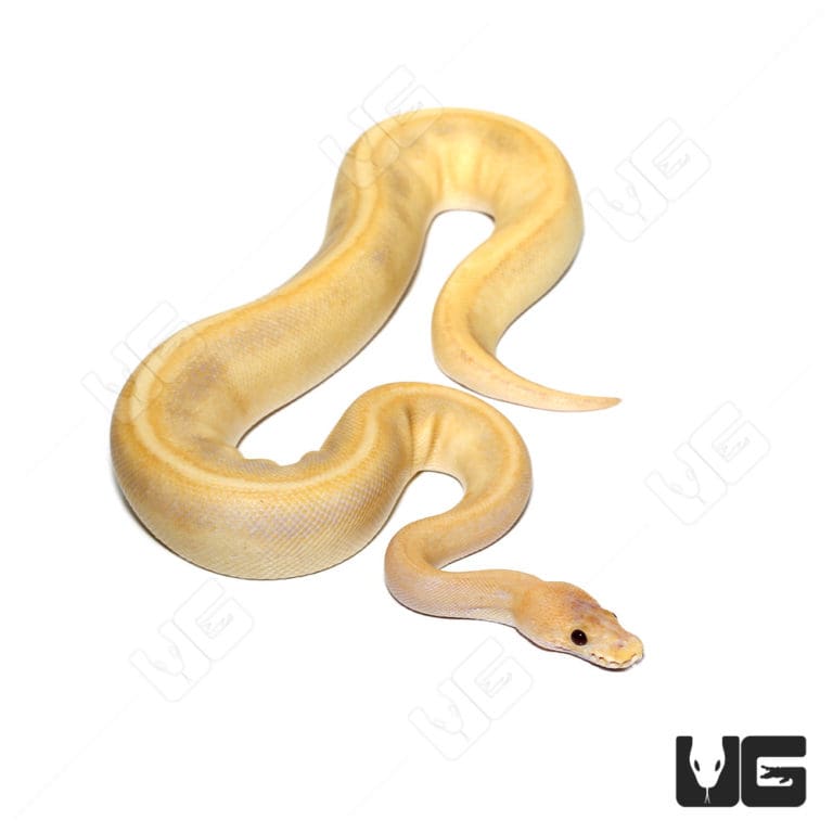 Female Candino Calico Champagne Ball Python (Python regius) For Sale ...