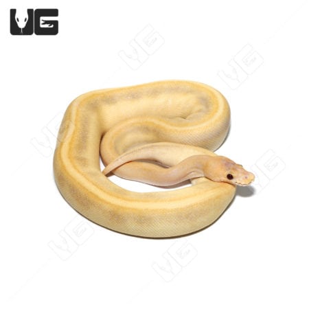 Female Candino Calico Champagne Ball Python (Python regius) For Sale - Underground Reptiles