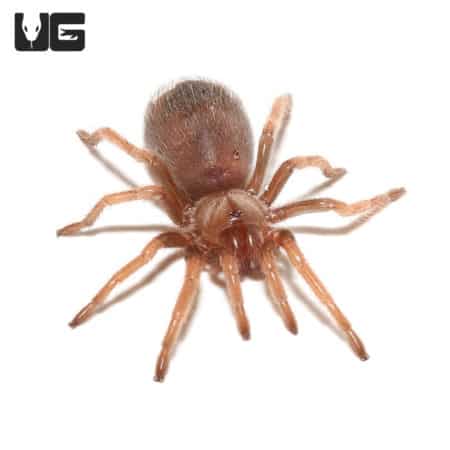 Mexican Fireleg Tarantulas (Brachypelma boehmei) For Sale - Underground Reptiles