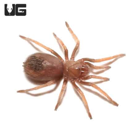 Mexican Fireleg Tarantulas (Brachypelma boehmei) For Sale - Underground Reptiles