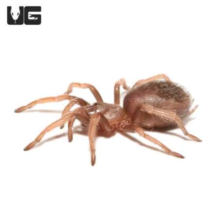 Mexican Fireleg Tarantulas (Brachypelma boehmei) For Sale - Underground Reptiles