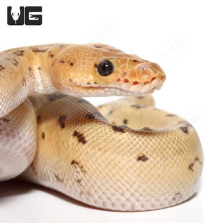 Baby Pastel Pinstripe Clown Ball Python (#28) (Python regius) For Sale - Underground Reptiles