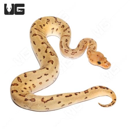 Baby Pastel Pinstripe Clown Ball Python (#28) (Python regius) For Sale - Underground Reptiles