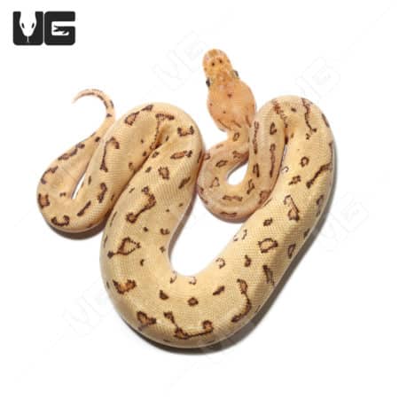Baby Pastel Pinstripe Clown Ball Python (#28) (Python regius) For Sale - Underground Reptiles