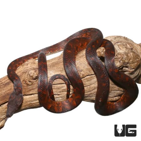 Red Phase Solomon Island Tree Boa on a branch.