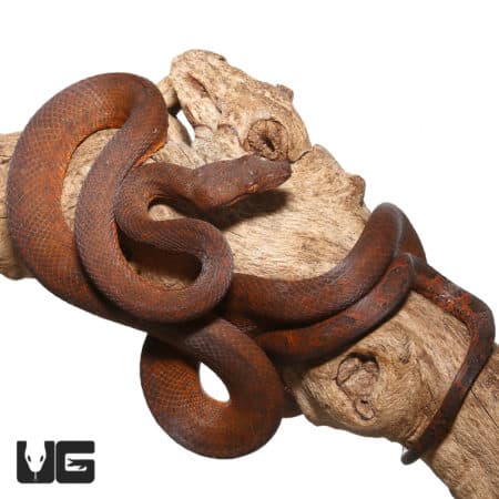Red phase Solomon Island Tree Boa coiled on wood branch, showcasing vibrant coloration.