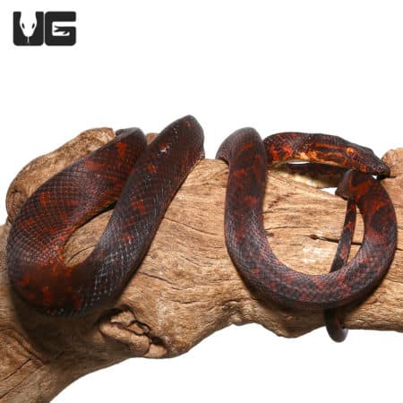 Red phase Solomon Island Tree Boa on wood branch, close-up.