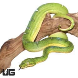 Reduced Pattern Juvenile Emerald Tree Boa (Corallus caninus) For Sale - Underground Reptiles
