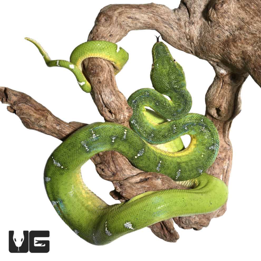 Reduced Pattern Juvenile Emerald Tree Boa Corallus Caninus For Sale Underground Reptiles