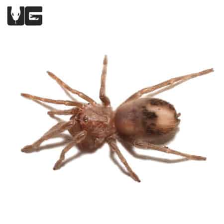 Salmon Pink Birdeater Tarantula (Lasiodora parahybana) For Sale - Underground Reptiles