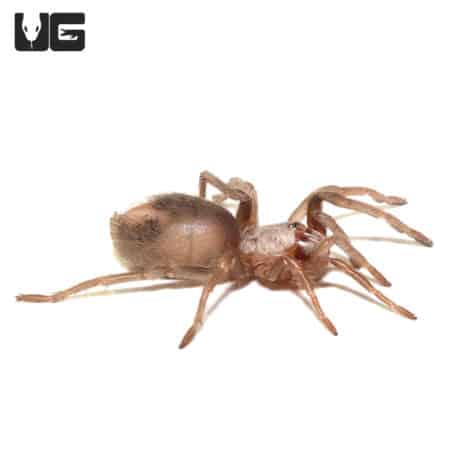 Salmon Pink Birdeater Tarantula (Lasiodora parahybana) For Sale - Underground Reptiles