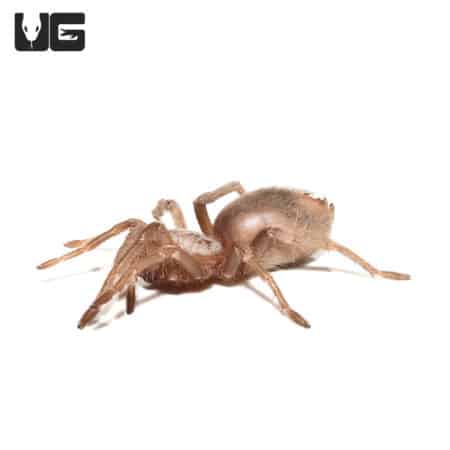 Salmon Pink Birdeater Tarantula (Lasiodora parahybana) For Sale - Underground Reptiles