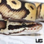 2021 Pastel Yellowbelly Ball Python (Python regius) For Sale - Underground Reptiles