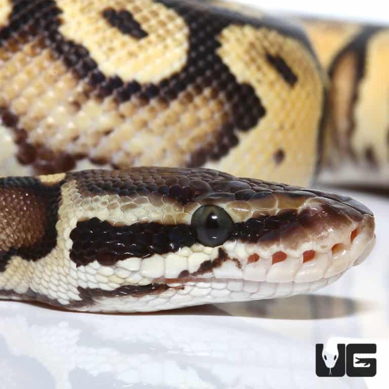 Ball Pythons For Sale - Underground Reptiles