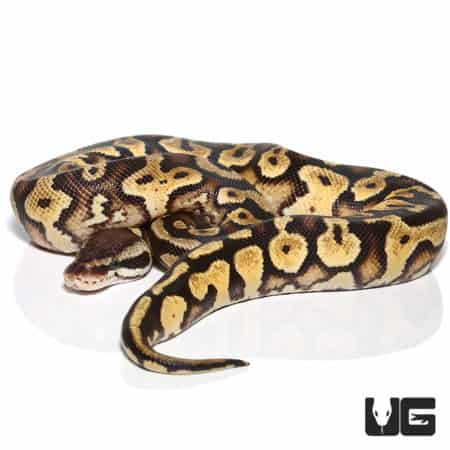 2021 Pastel Yellowbelly Ball Python (Python regius) For Sale - Underground Reptiles