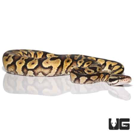 Pastel Yellowbelly Ball Python, baby snake, reptile for sale.