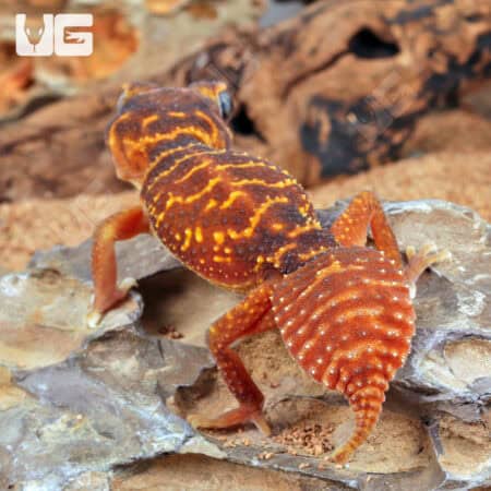 Adult Female Knobtail Gecko (Nephrusus levis)  For Sale - Underground Reptiles