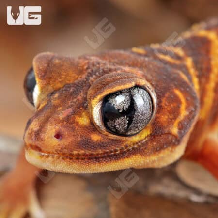 Adult Female Knobtail Gecko (Nephrusus levis)  For Sale - Underground Reptiles