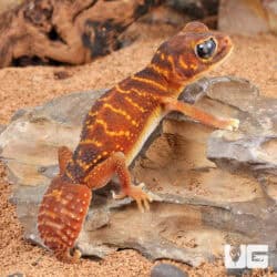 Adult Female Knobtail Gecko (Nephrusus levis)  For Sale - Underground Reptiles