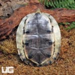 Asian Box Turtles (Cuora amboinensis amboinensis) For Sale - Underground Reptiles