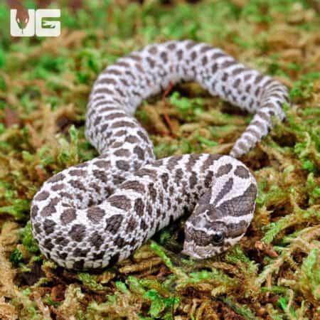 Baby Axanthic Western Hognose Snakes (Heterodon nasicus) For Sale - Underground Reptiles