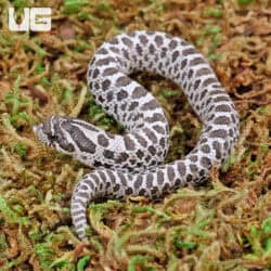 Baby Axanthic Western Hognose Snakes (Heterodon nasicus) For Sale - Underground Reptiles