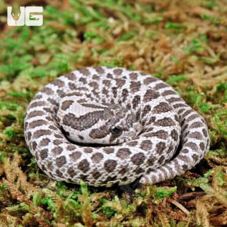 Baby Axanthic Western Hognose Snakes (Heterodon nasicus) For Sale - Underground Reptiles
