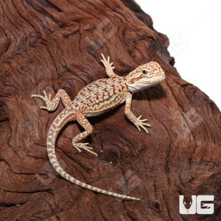 Baby Citrus Dunner Leatherback Bearded Dragon, a vibrant and small reptile from Underground Reptiles.