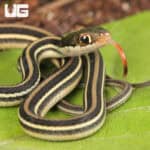 C.B. Baby Gulf Coast Ribbon Snakes For Sale - Underground Reptiles