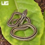 C.B. Baby Gulf Coast Ribbon Snakes For Sale - Underground Reptiles