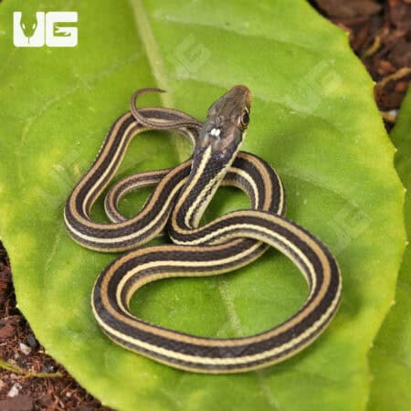 C.B. Baby Gulf Coast Ribbon Snakes For Sale - Underground Reptiles