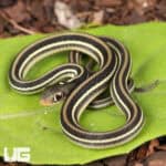 C.B. Baby Gulf Coast Ribbon Snakes For Sale - Underground Reptiles