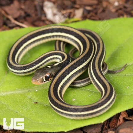C.B. Baby Gulf Coast Ribbon Snakes For Sale - Underground Reptiles
