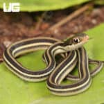C.B. Baby Gulf Coast Ribbon Snakes For Sale - Underground Reptiles