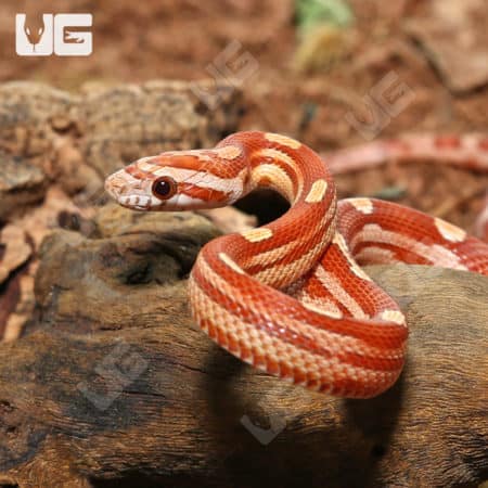 Baby Hypo Motley Cornsnakes (Pantherophis guttatus) for sale