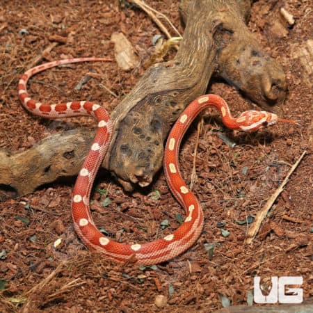 Baby Hypo Motley Cornsnakes (Pantherophis guttatus) for sale