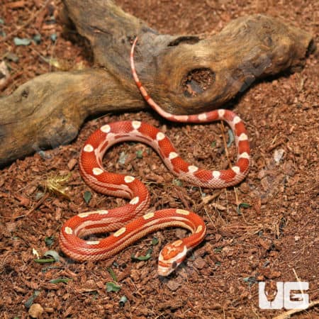 Baby Hypo Motley Cornsnakes (Pantherophis guttatus) for sale