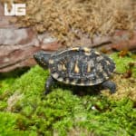 Baby Ornate Hybrid Box Turtles (Terrapene carolina bauri x Terrapene ornata ornate x Terrapene carolina carolina) For Sale - Underground Reptiles