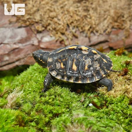 Baby Hybrid Box Turtles For Sale - Underground Reptiles