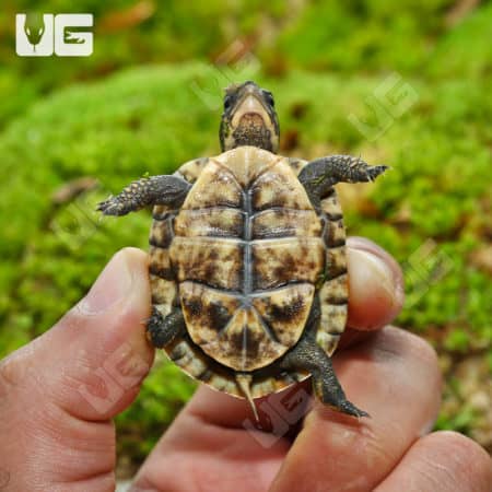 Baby Ornate Hybrid Box Turtles (Terrapene carolina bauri x Terrapene ornata ornate x Terrapene carolina carolina) For Sale - Underground Reptiles